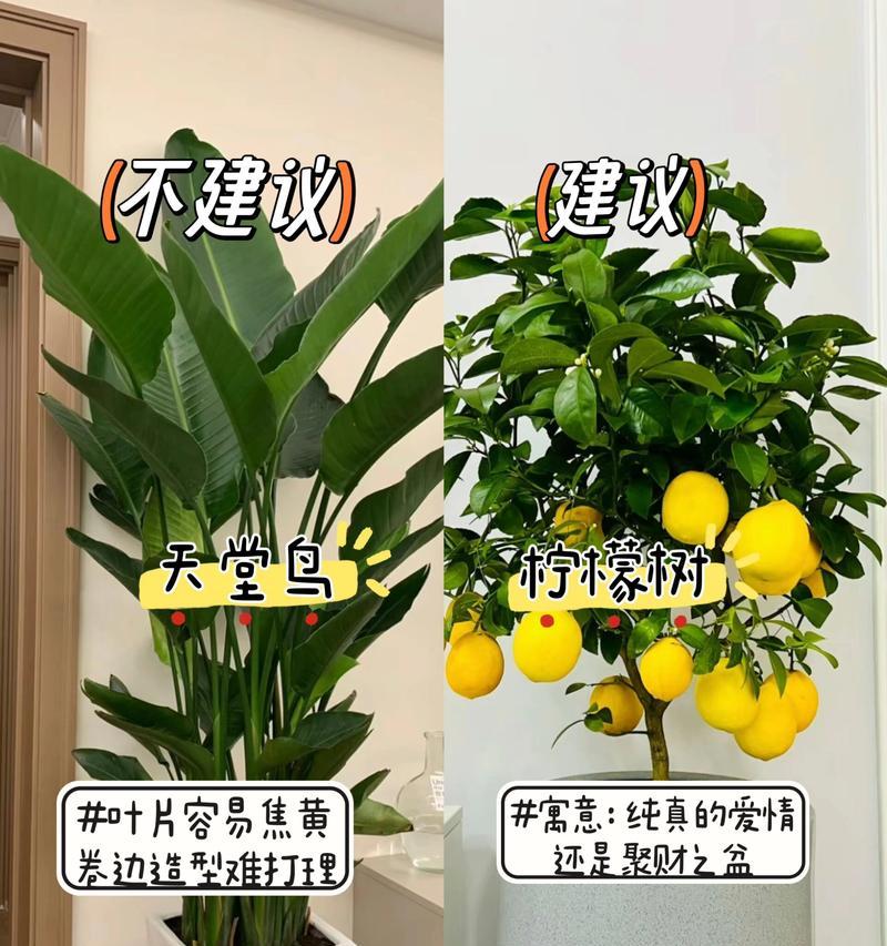 柠檬树盆景种植技术（打造绿色家居的首选，柠檬树盆景种植详解）-第1张图片-绿意生活