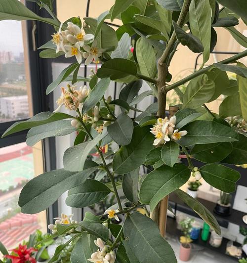 柠檬树盆景种植技术（打造绿色家居的首选，柠檬树盆景种植详解）-第3张图片-绿意生活