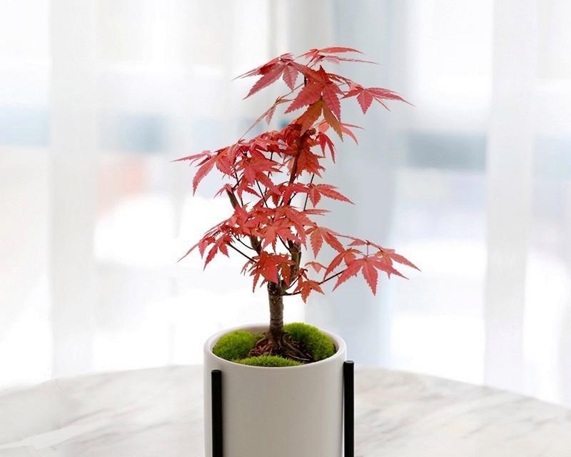如何养护红枫新手？（红枫新手养护指南，从入门到精通！）-第2张图片-绿意生活