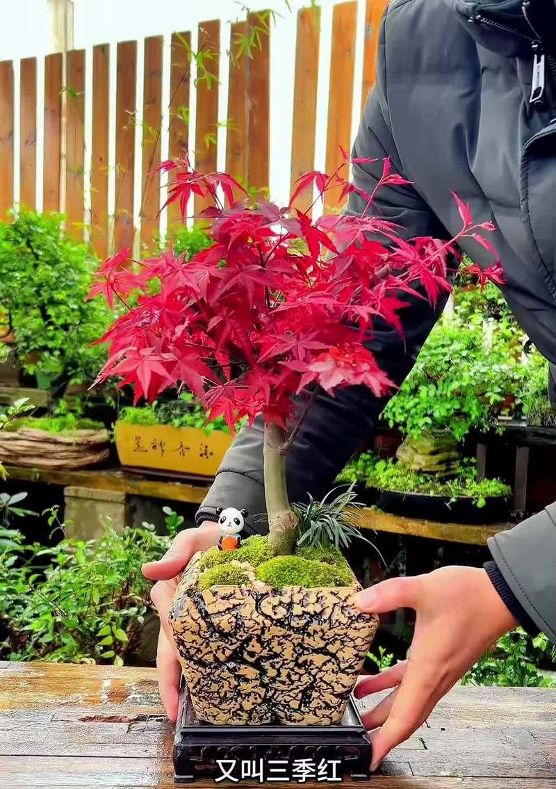 如何养护红枫新手？（红枫新手养护指南，从入门到精通！）-第3张图片-绿意生活