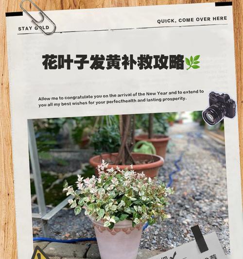 解决平安树花叶子黄的问题（如何使平安树花的叶子重现翠绿生机）-第3张图片-绿意生活