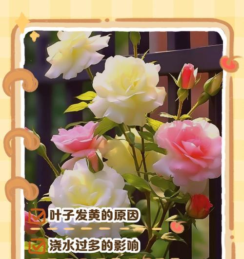 解决平安树花叶子黄的问题（如何使平安树花的叶子重现翠绿生机）-第2张图片-绿意生活