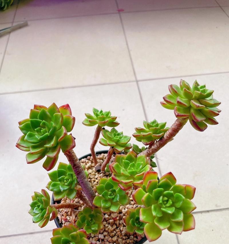 多肉植物蒂亚小苗的养殖技巧（打造独特多肉花园，从蒂亚小苗开始）-第1张图片-绿意生活