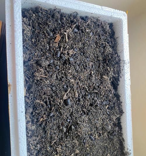 空心菜有种子吗？（揭开空心菜种子的真相）-第1张图片-绿意生活