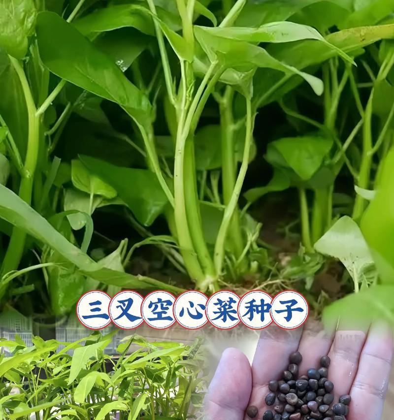 空心菜有种子吗？（揭开空心菜种子的真相）-第3张图片-绿意生活