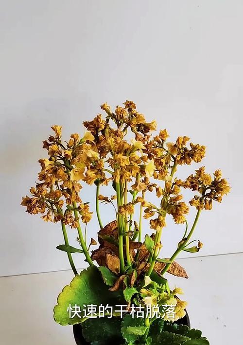 长寿花干叶的奇妙之谜（揭开长寿花干叶的秘密，探索其不凋之源）-第2张图片-绿意生活