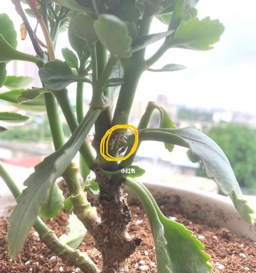 长寿花干叶的奇妙之谜（揭开长寿花干叶的秘密，探索其不凋之源）-第1张图片-绿意生活