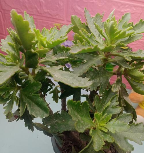 长寿花干叶的奇妙之谜（揭开长寿花干叶的秘密，探索其不凋之源）-第3张图片-绿意生活