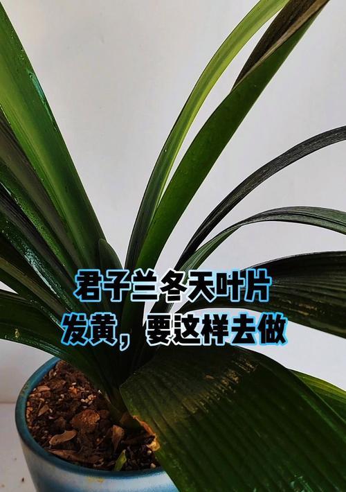 君子兰叶子发黄的原因及解决方法（探究君子兰叶子发黄的原因，提供有效的解决方法）-第2张图片-绿意生活