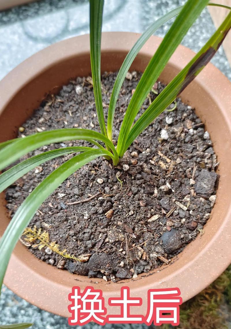 刚换盆的花为何叶子会干枯？（探究盆栽花叶子干枯的原因及解决方法）-第1张图片-绿意生活