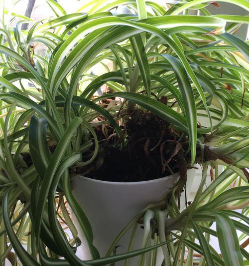 刚换盆的花为何叶子会干枯？（探究盆栽花叶子干枯的原因及解决方法）-第2张图片-绿意生活