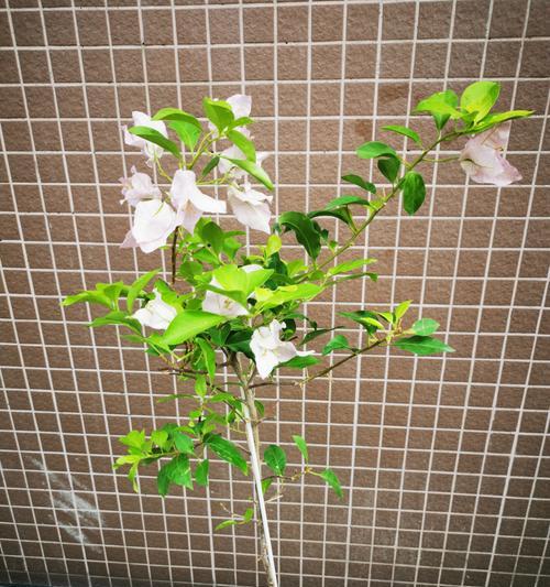 打造美丽金苞花的修剪技巧（精细修剪，让金苞花美不胜收）-第3张图片-绿意生活