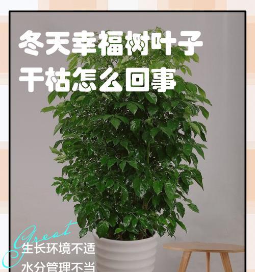 幸福树的护理与恢复（怎样帮助发蔫的幸福树重新焕发生机）-第3张图片-绿意生活