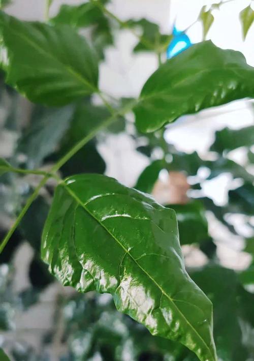 幸福树的护理与恢复（怎样帮助发蔫的幸福树重新焕发生机）-第1张图片-绿意生活