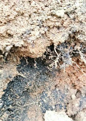 当施肥过度导致根系死亡时应该怎么处理（科学管理）-第2张图片-绿意生活