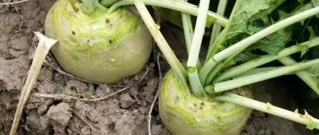 芥菜种植指南（最佳种植时间和技巧）-第1张图片-绿意生活