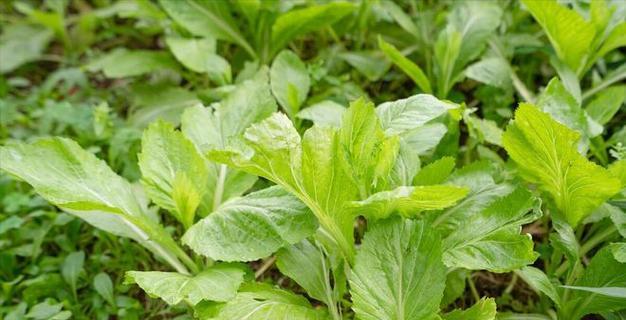 芥菜种植指南（最佳种植时间和技巧）-第2张图片-绿意生活