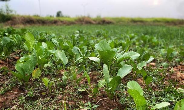 芥菜种植指南（最佳种植时间和技巧）-第3张图片-绿意生活