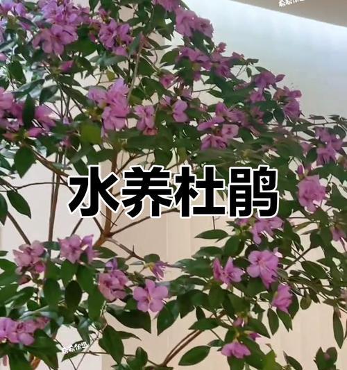 杜鹃盆栽的养殖技巧（打造美丽花园的必备技能）-第1张图片-绿意生活