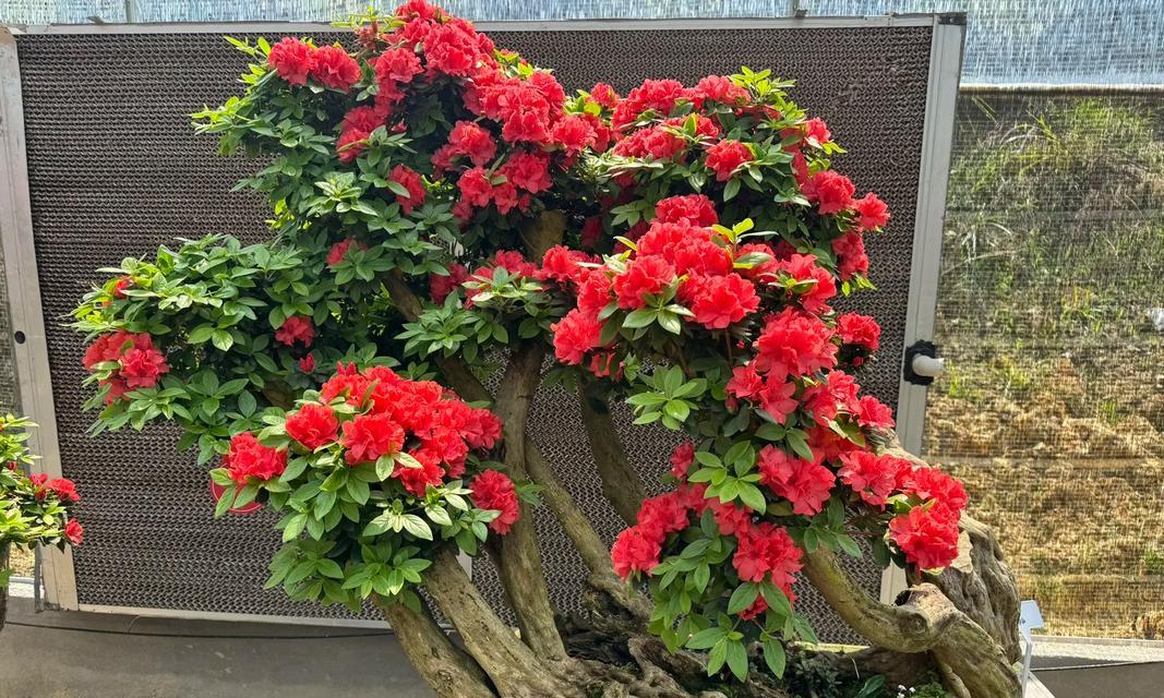 杜鹃盆栽的养殖技巧（打造美丽花园的必备技能）-第3张图片-绿意生活