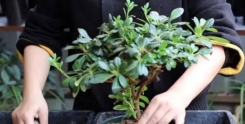 杜鹃盆栽的养殖技巧（打造美丽花园的必备技能）-第2张图片-绿意生活