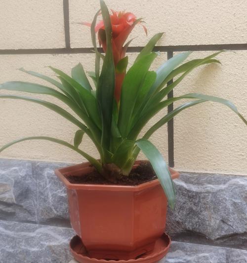 以鸿运当头盆栽的种植技巧（让幸运之树在家中绽放光彩）-第1张图片-绿意生活