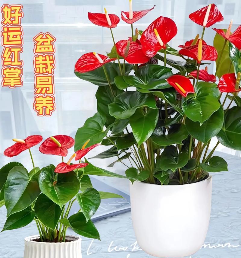 以鸿运当头盆栽的种植技巧（让幸运之树在家中绽放光彩）-第2张图片-绿意生活
