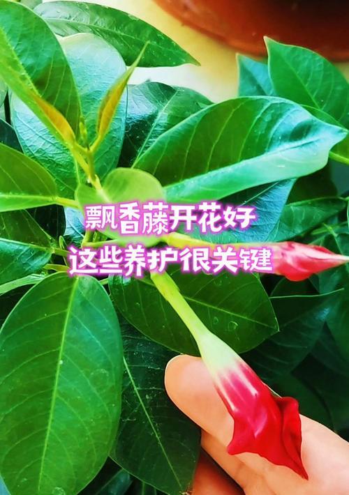 万里飘香藤怎么养才能开花（打造花海盛宴，关键在于养护细节）-第1张图片-绿意生活