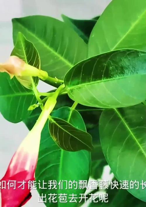 万里飘香藤怎么养才能开花（打造花海盛宴，关键在于养护细节）-第3张图片-绿意生活