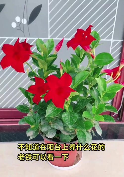 万里飘香藤怎么养才能开花（打造花海盛宴，关键在于养护细节）-第2张图片-绿意生活