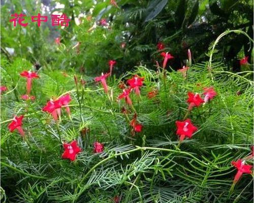 以茑萝松种子怎么种？（掌握关键步骤，培育茑萝松盆景）-第3张图片-绿意生活