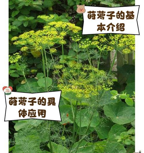 以茑萝松种子怎么种？（掌握关键步骤，培育茑萝松盆景）-第2张图片-绿意生活