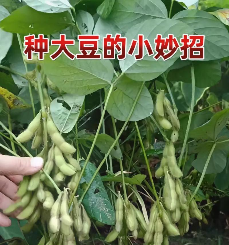 大豆生长周期中的开花时间（探究大豆在什么时候开花及影响因素）-第1张图片-绿意生活