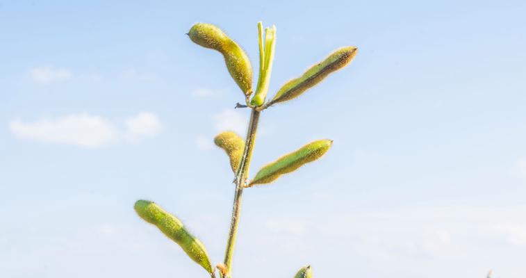 大豆生长周期中的开花时间（探究大豆在什么时候开花及影响因素）-第3张图片-绿意生活