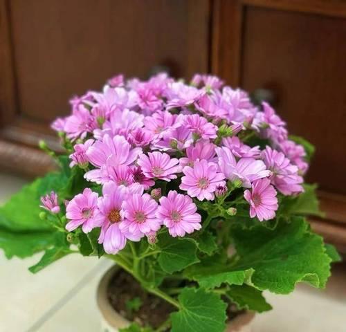 大叶子花的养护之道（打造美丽花园的关键技巧）-第1张图片-绿意生活