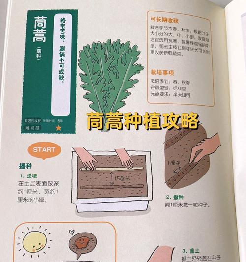 菊花菜的播种时间及种植技巧（从种子到繁茂，了解菊花菜的种植全过程）-第1张图片-绿意生活