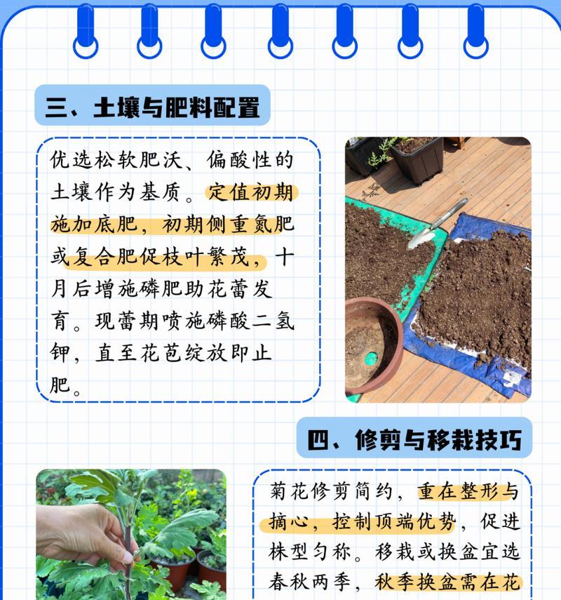 菊花菜的播种时间及种植技巧（从种子到繁茂，了解菊花菜的种植全过程）-第2张图片-绿意生活