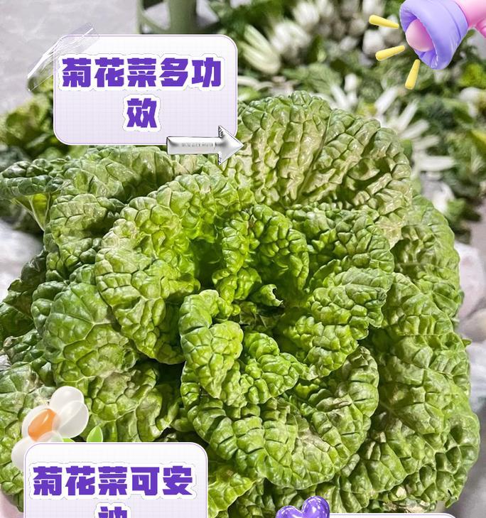 菊花菜的播种时间及种植技巧（从种子到繁茂，了解菊花菜的种植全过程）-第3张图片-绿意生活