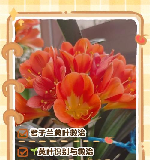 以君子兰的干叶子为主题的护理指南（干叶子问题分析与解决方案）-第1张图片-绿意生活