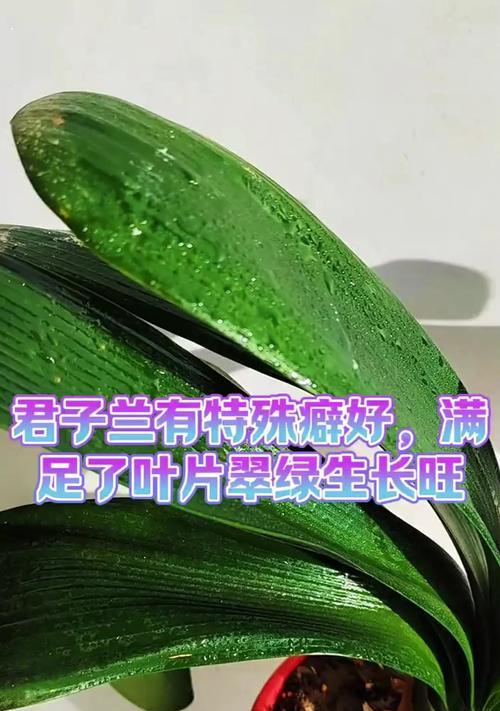 以君子兰的干叶子为主题的护理指南（干叶子问题分析与解决方案）-第2张图片-绿意生活