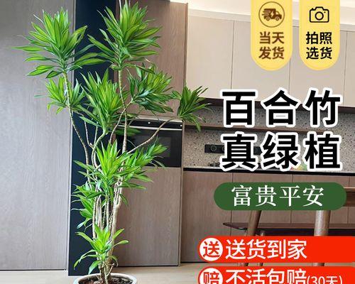 四季养护之道（打造美丽花园的秘诀）-第1张图片-绿意生活