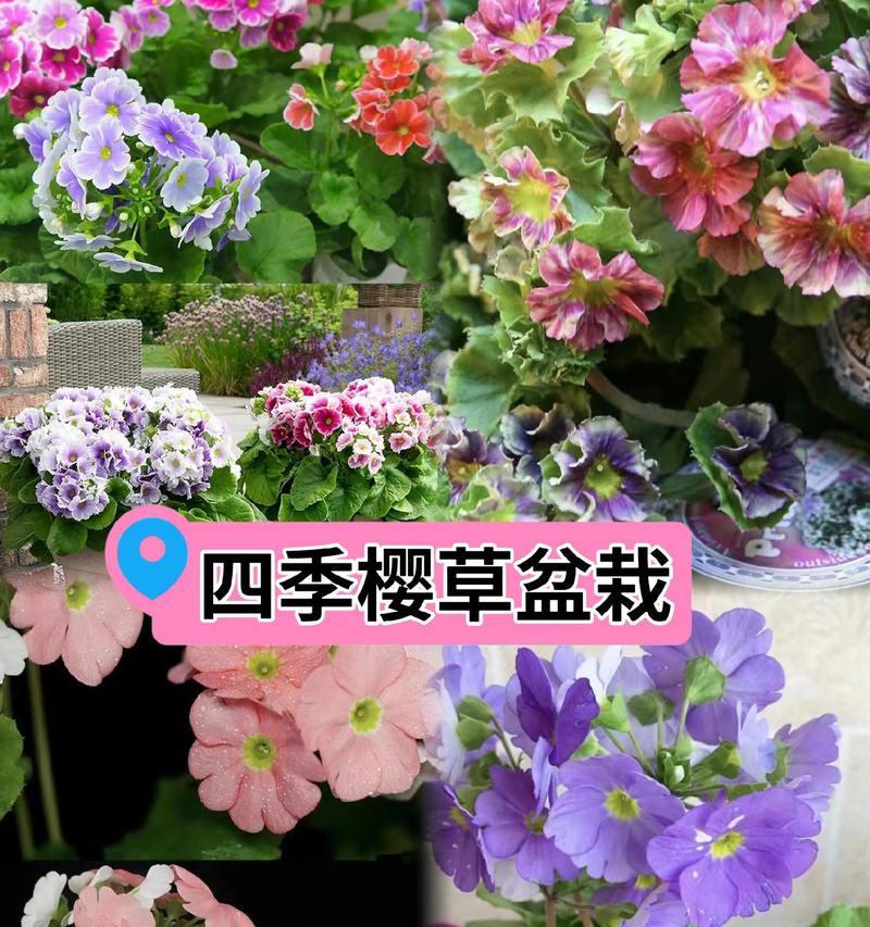 四季养护之道（打造美丽花园的秘诀）-第2张图片-绿意生活