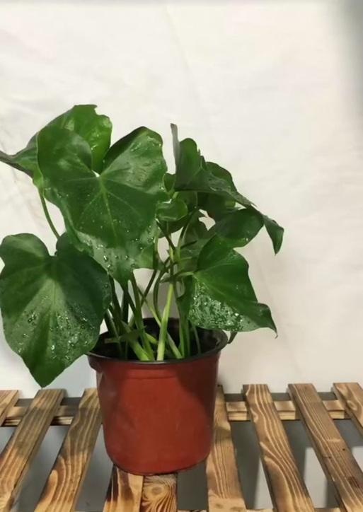 解密芦笋的光照喜好与种植技巧（解密芦笋的光照喜好与种植技巧）-第2张图片-绿意生活