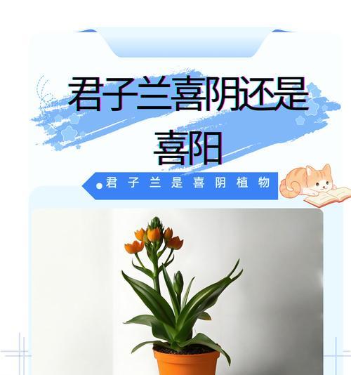 解密芦笋的光照喜好与种植技巧（解密芦笋的光照喜好与种植技巧）-第1张图片-绿意生活