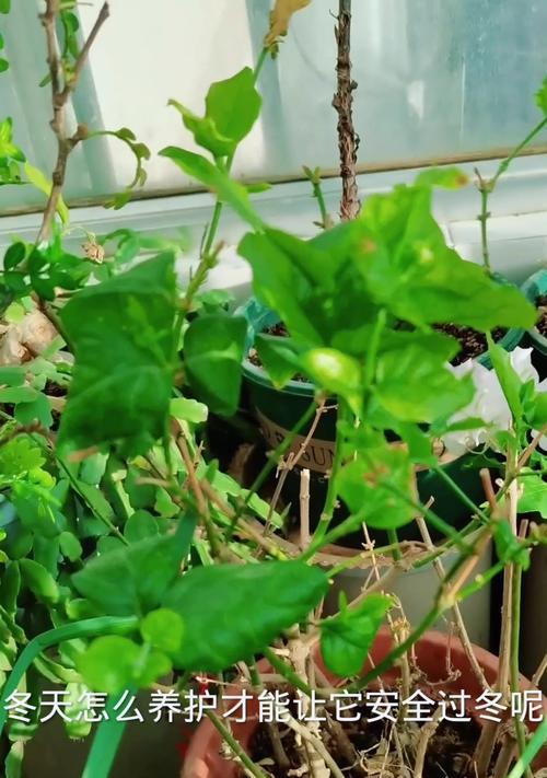 冬季茉莉养殖方法与注意事项（寒冬中的茉莉花怎样护理，如何让其安然度过严寒？）-第1张图片-绿意生活