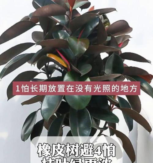 如何补救橡皮树掉光叶子的问题（让你的橡皮树重新恢复繁茂的绿叶）-第2张图片-绿意生活