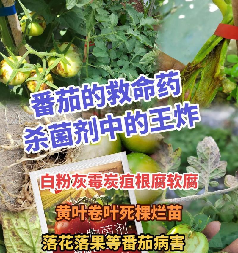 番茄病害防治（药物治疗与预防）-第1张图片-绿意生活