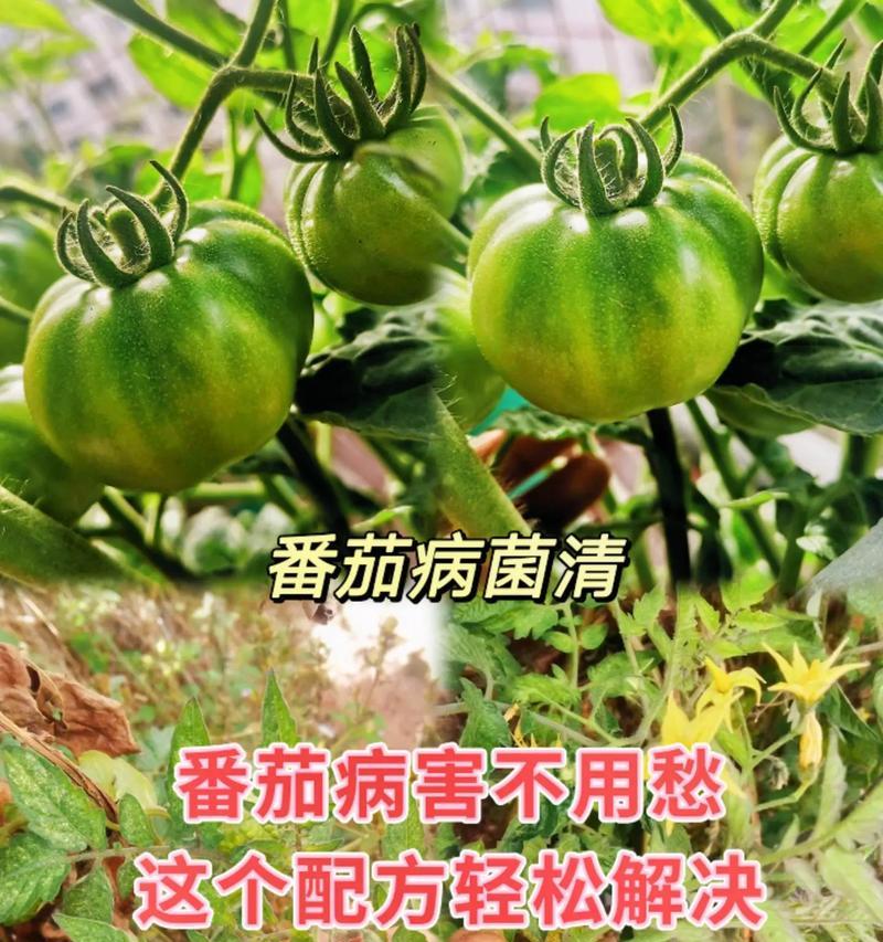 番茄病害防治（药物治疗与预防）-第3张图片-绿意生活