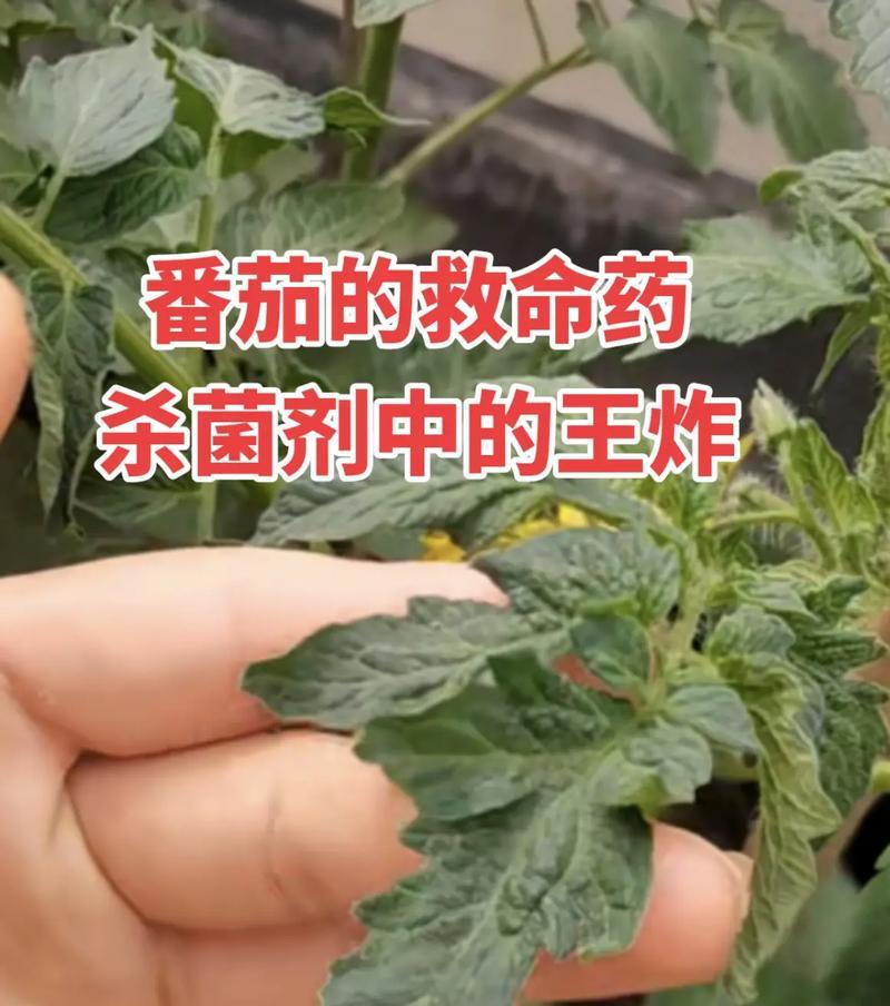 番茄病害防治（药物治疗与预防）-第2张图片-绿意生活