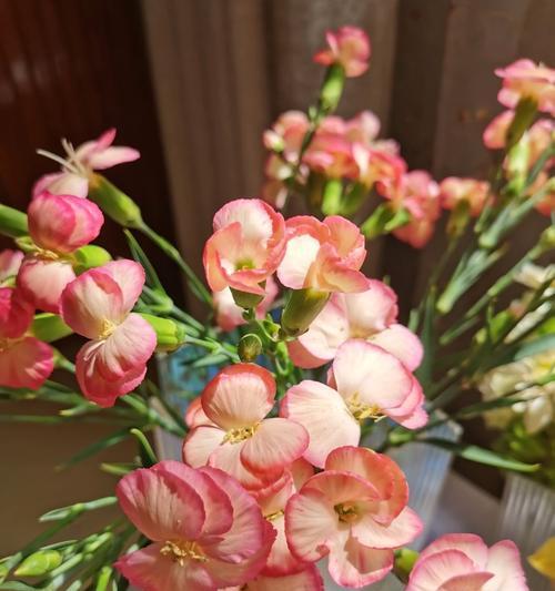 臭海棠养护指南（打造花园中的美丽热带之花，以臭海棠为例）-第1张图片-绿意生活